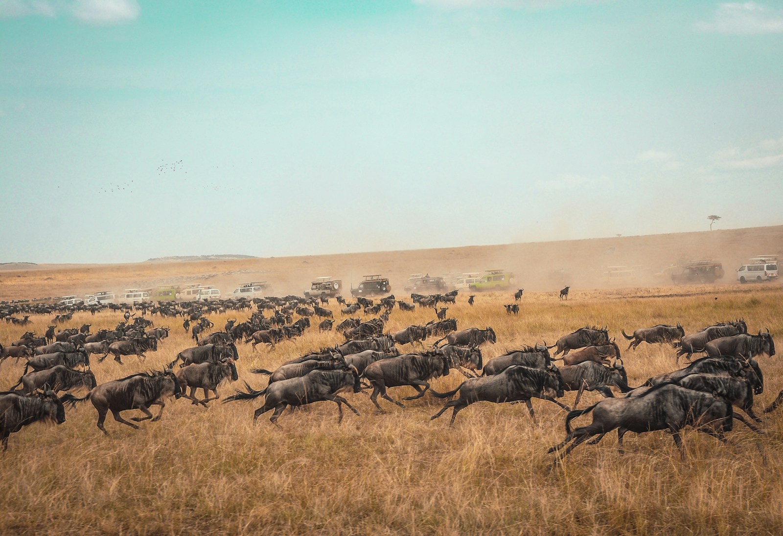 À la conquête de la faune sauvage : safari au Kenya