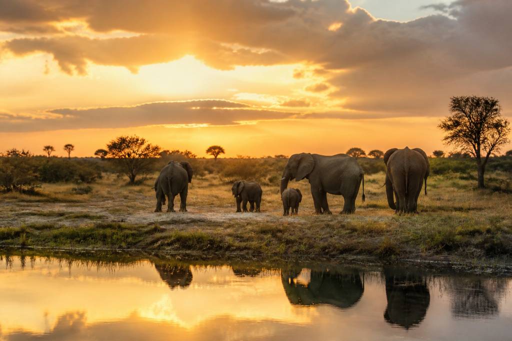 Botswana photo safari : itinéraire idéal au cœur de l’afrique sauvage